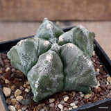 A9407 ASTROPHYTUM MYRIOSTIGMA KIKKO pot10-H6-W9 cm MaMa Cactus Green Plant