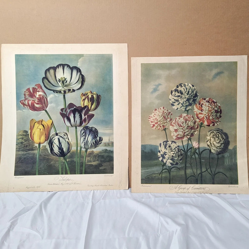 Pair of antique botanical engraving prints with tulips and carnations, two flower panels