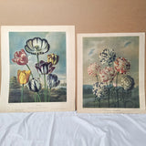 Antique Dr. Robert J Thornton Flower Engraving Print Pair Tulips Carnations Carnation
