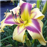 20 SEEDS for Purple/Yellow LILY RARE flower Bloom exotic garden plant USA Seller Garden Plants