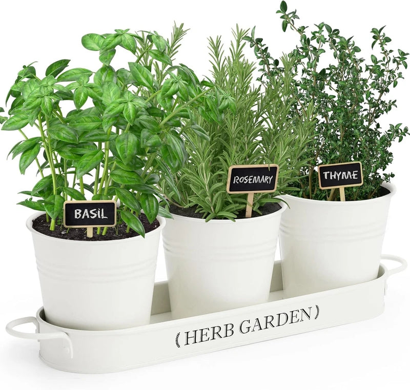 White herb garden container tray with labeled basil, rosemary, and thyme pots