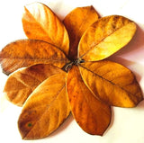 Dried Jackfruit Leaves for Aquarium Shrimp & Fish Natural Blackwater Decorations Dried Flower