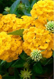 20 SEEDS for Sun Yellow HYDRANGEA RARE flower exotic bush home plant USA Seller Hydrangea