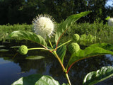 Cephalanthus occidentalis 30 Seeds - Buttonbush Garden Plants