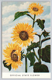 Kansas Official State Flower Sunflower Postcard The Sunflower State Elwill Sunflower