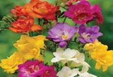 15+ Freesia Bulbs Mixed Fragrant Spring Flowers Garden Planting Guide Included Flowering Plants