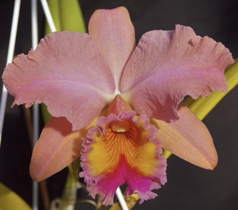 Cattleya orchid flower with soft pink petals and a yellow-orange ruffled throat
