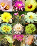 CORYPHANTHA MIX fragrant beehive cactus flower blooming cacti succulent 30 seeds Garden Plants