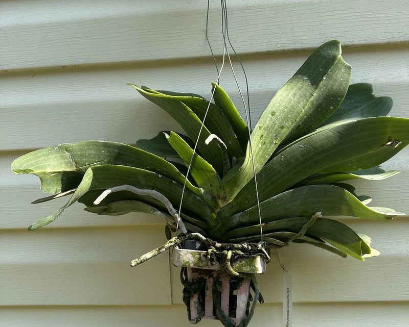 Orchid plant with broad green leaves and dangling roots