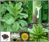 True Wild Lettuce Seeds - Lactuca virosa - Green Plant