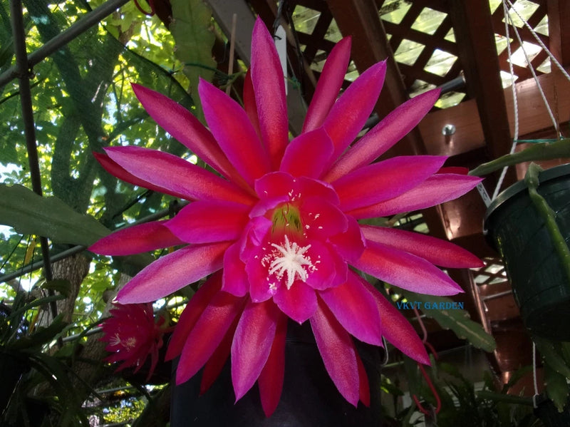 Flowering Epiphyllum cactus cutting with bright magenta-pink star-shaped blooms