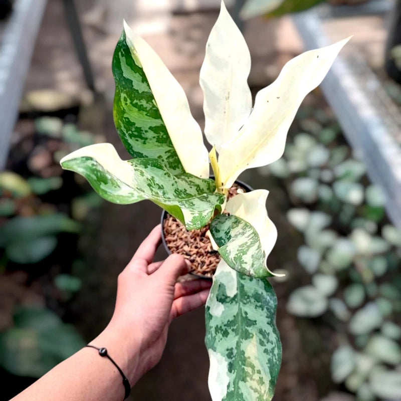 Variegated aglaonema ornamental plant with green and cream speckled leaves