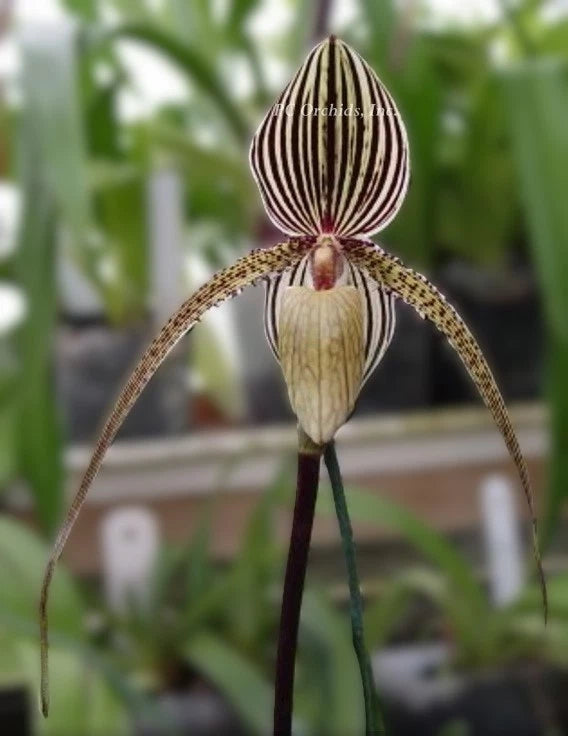 Paphiopedilum St. Swithin orchid flower with striped brown pouch and pale green lip