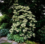 50 CLIMBING HYDRANGEA Anomala Petiolaris Vine Flower Seeds Hydrangea