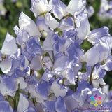 50+ Blue Ripple Sweet Pea Seeds for Garden Planting - USA - FREE SHIPPING! Garden Plants