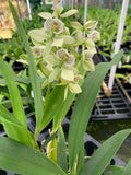 Orchid Encyclia Radiata Fragrant Plant 4