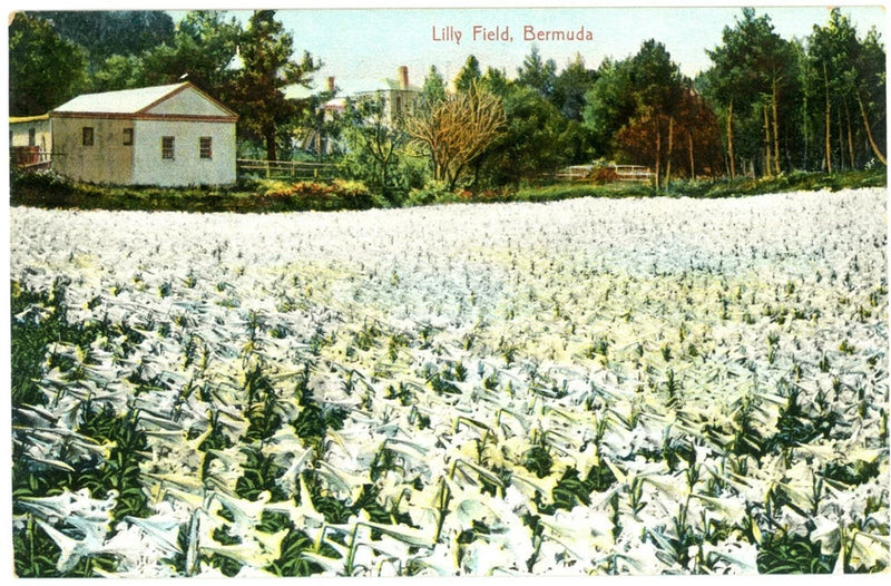 White lily flower field postcard with wide view of blooming lilies in rows