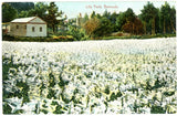 Scenic View Of Beautiful White Lilies Garden, Lily Field Lily Flowers Postcard Lily