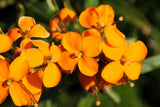 500 SIBERIAN WALLFLOWER Erysimum Cheiranthus Allionii Orange Flower Seeds Flowering Plants