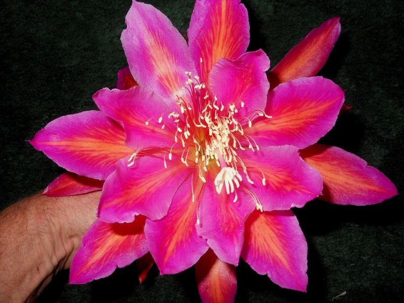 Variegated orchid cactus flower with bright pink and orange petals