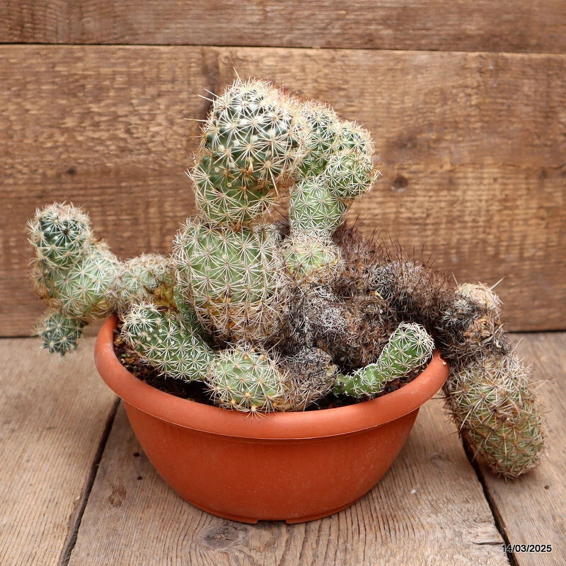 Potted Coryphanta cactus with green spiny stems in terracotta pot