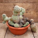 A2718 CORYPHANTHA VILLARENSIS pot20-H27-W36 cm MaMa Cactus Green Plant