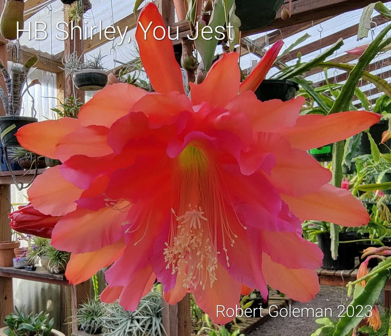 Orchid cactus unrooted cutting with large orange-pink bloom and green cactus pads