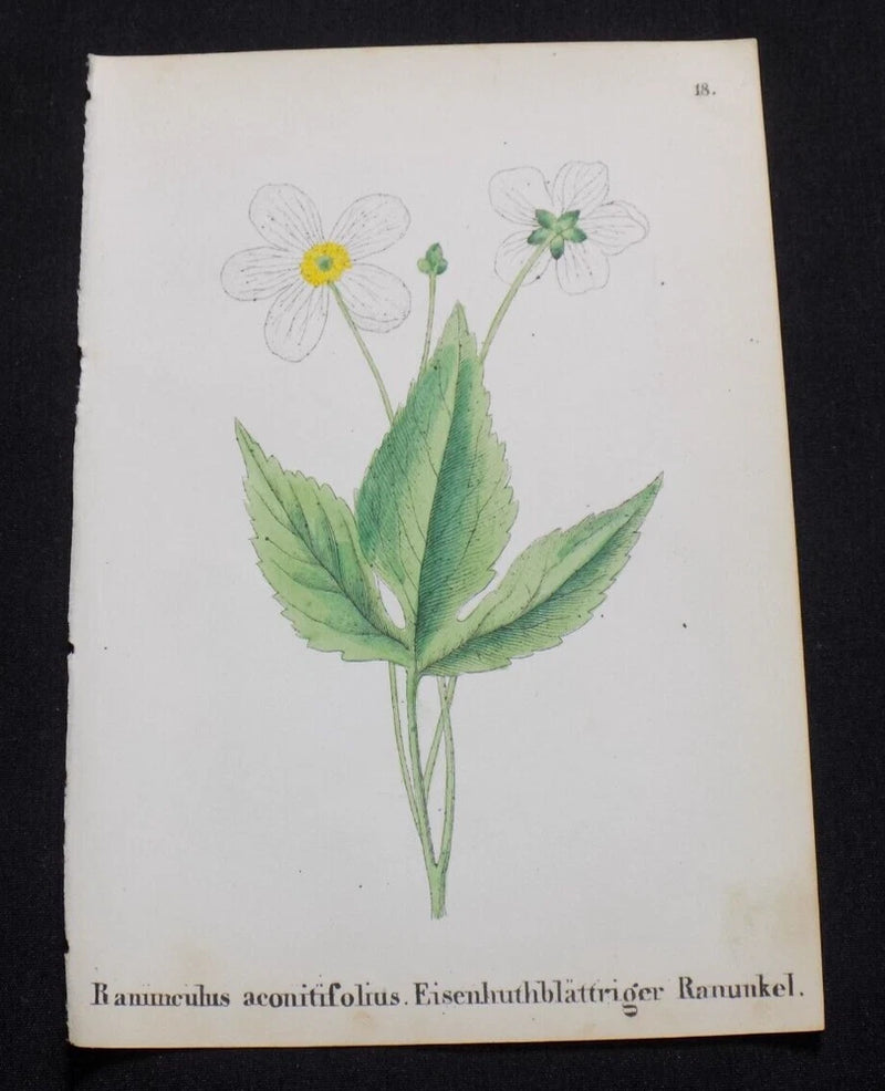 1867 ALPINE FLOWER Print  / BACHELORÕS BUTTON, or, RANUNCULUS ACONITIFOLIUS Ranunculus