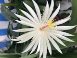 (1) Epiphyllum ~Hookeri Strictum~ 8" Unrooted CUTTING Succulents Orchid Cactus Orchids