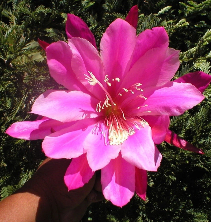 Pink orchid cactus flower with prominent stamens and petals