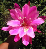 Epiphyllum, Orchid Cactus, " HIPPO ", Don's Quart pots APRIL/1 Orchids