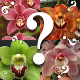 Cymbidium MYSTERY/RANDOM SEEDLING for patient orchid growrs huge variety no tags,to Orchids