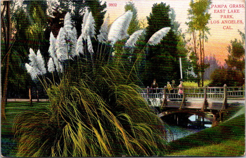 Vintage Postcard East Lake Park Pampas Grass Los Angeles California Pampas Grass