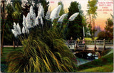 Vintage Postcard East Lake Park Pampas Grass Los Angeles California Pampas Grass