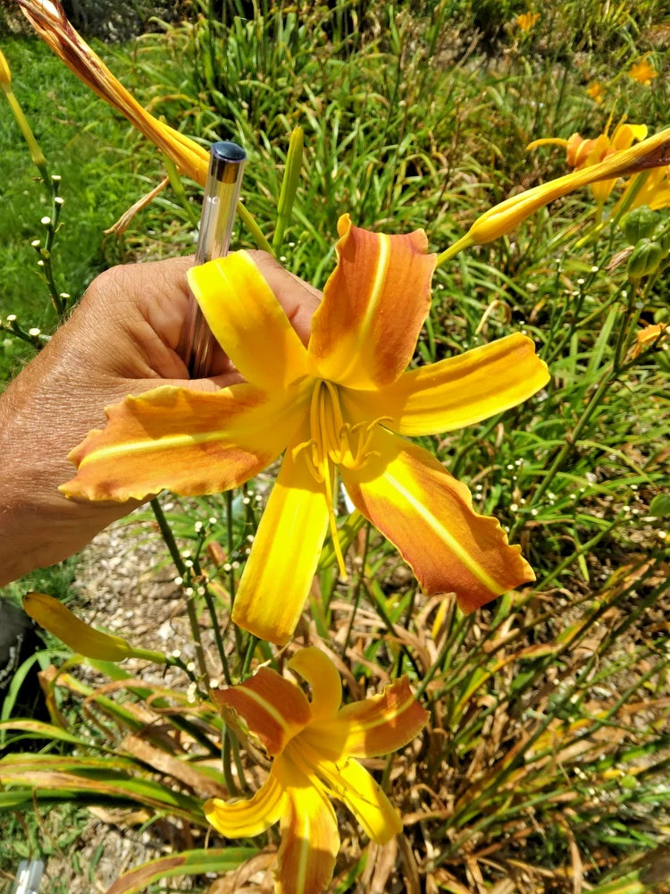 5 MARCUS DAYLILY SEEDS  -   Hemerocallis 'Marcus' Garden Plants