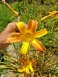5 MARCUS DAYLILY SEEDS  -   Hemerocallis 'Marcus' Garden Plants