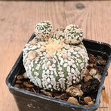 D6147 ASTROPHYTUM SUPERKABUTO pot7-H5,5-W5.5 cm  MaMa Cactus Green Plant