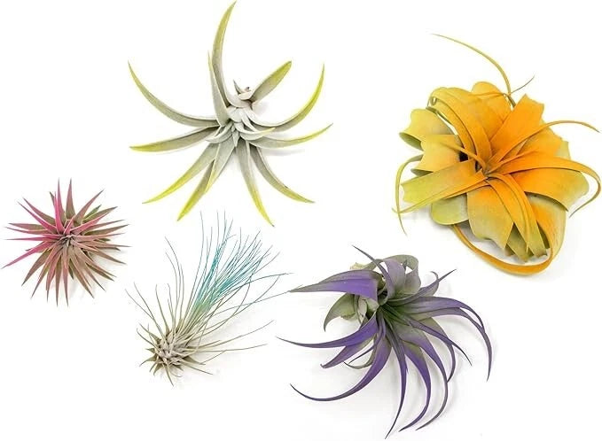 5 Colorful Air Plants Pack - Live Tillandsias - Easy Care Indoor/Outdoor Decor Green Plant