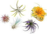 5 Colorful Air Plants Pack - Live Tillandsias - Easy Care Indoor/Outdoor Decor Green Plant