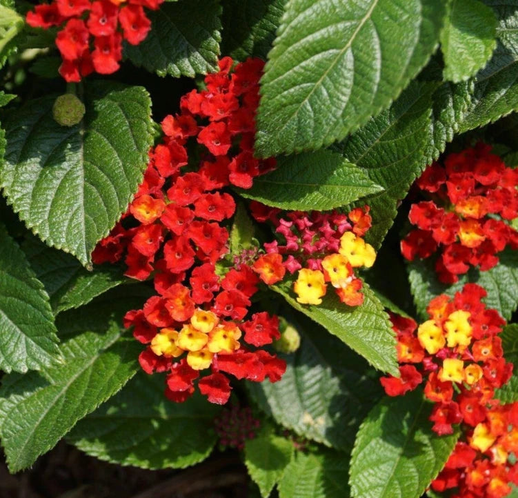 Live lantana plant with red and yellow clustered blossoms, green leaves