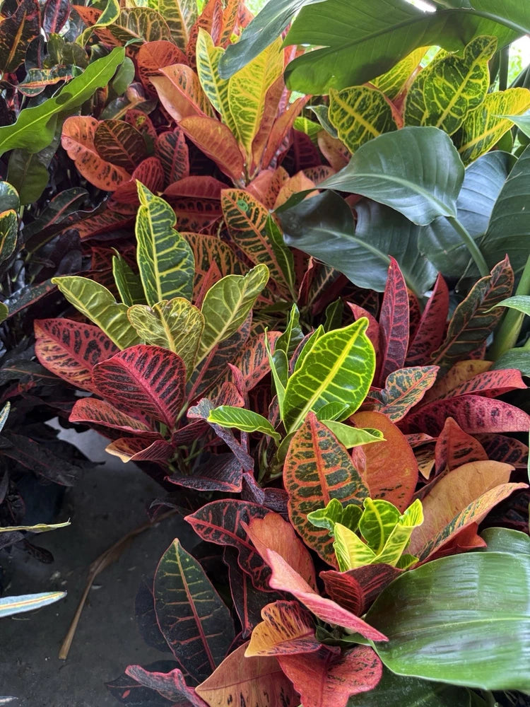 Live croton plant with variegated red, green and yellow leaves