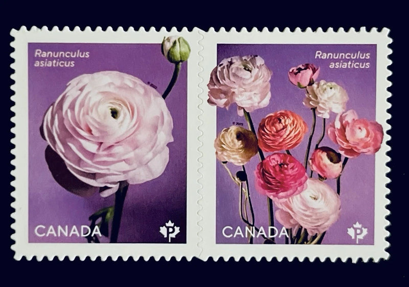 Canada MNH #3375-3376i Ranunculus Die-Cut Pair of 2 Flower Stamps - 2023 Ranunculus