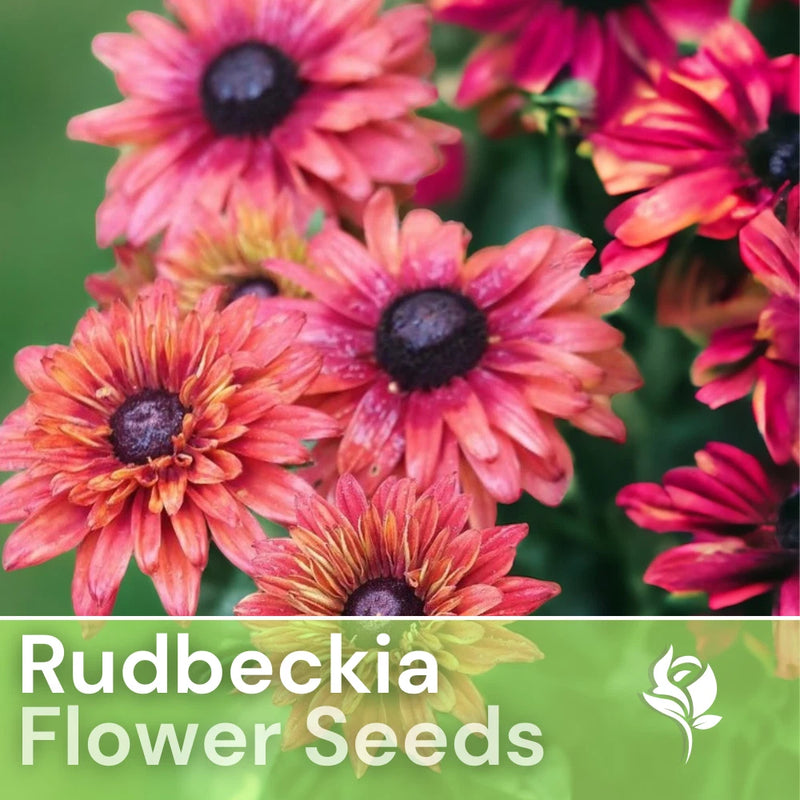 Sahara Rose Rudbeckia Seeds 125+ Seeds Annual Flower Seeds Garden Daisies