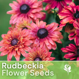 Sahara Rose Rudbeckia Seeds 125+ Seeds Annual Flower Seeds Garden Daisies