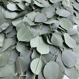 600 Dried Real Eucalyptus Leaves - Natural Decorative Petals for Shower, Wedding Dried Flower