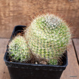 D4286 MAMMILLARIA UNCINATA pot10-H8-W12 cm MaMa Cactus Green Plant