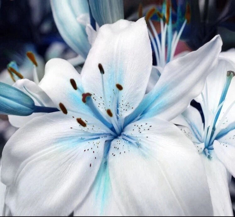 50+ Seeds Blue Lily / blue Rare Lily Plant Seeds Potted. (#6235) Lily