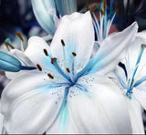 50+ Seeds Blue Lily / blue Rare Lily Plant Seeds Potted. (#6235) Lily