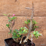 D4569 EUPHORBIA MILII pot12-H23-W18 cm MaMa Cactus Green Plant