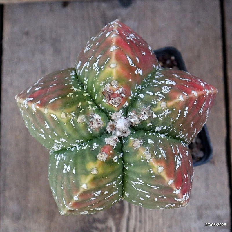 D4889 ASTROPHYTUM MYRIOSTIGMA KOH-JO GRAFT pot10-H17-W14 cm  MaMa Cactus Green Plant